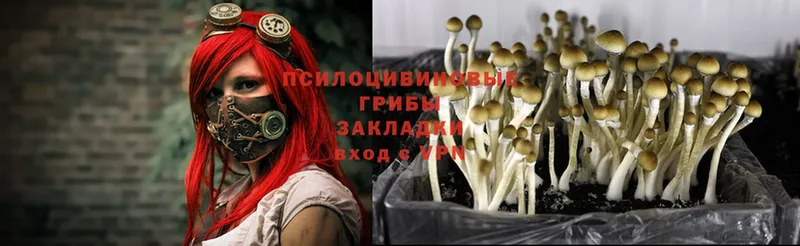 Псилоцибиновые грибы MAGIC MUSHROOMS  Будённовск 